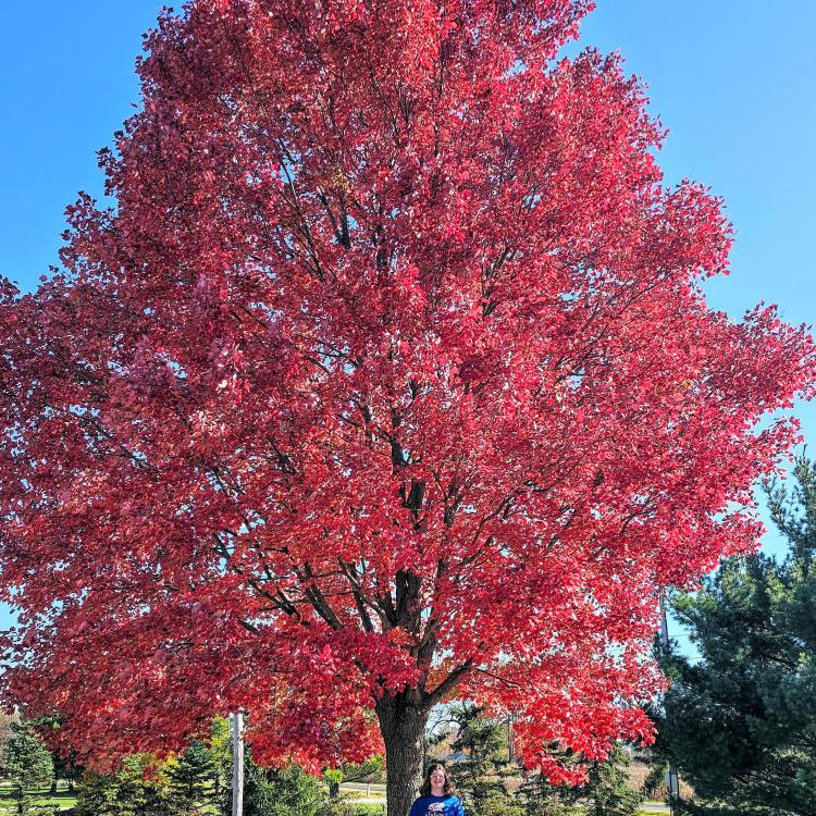 girl standing in front of bright red tree