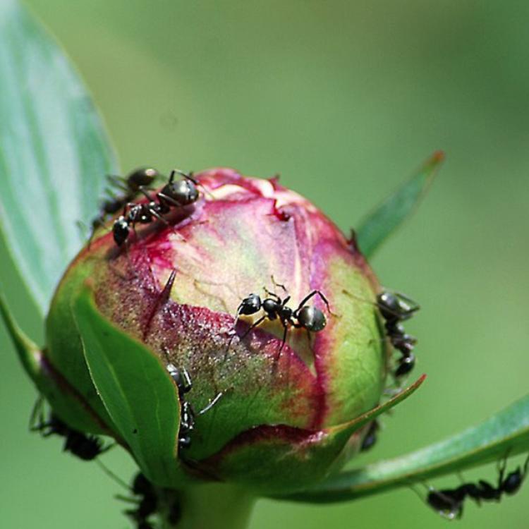 ants on flower bud