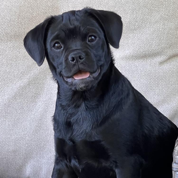 small black smiley dog