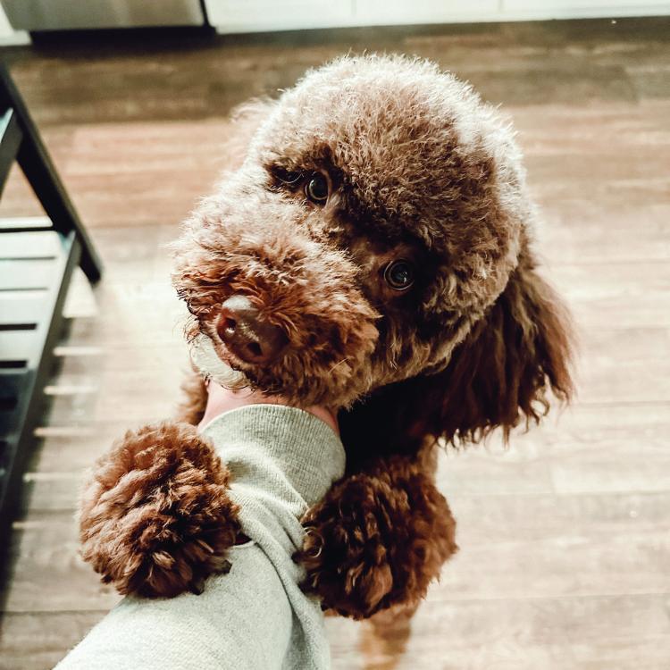 fluffy brown dog standing on hind legs