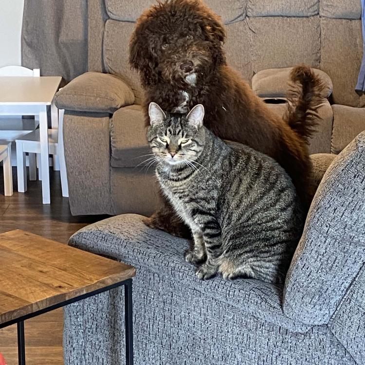 brown dog and cat on couch