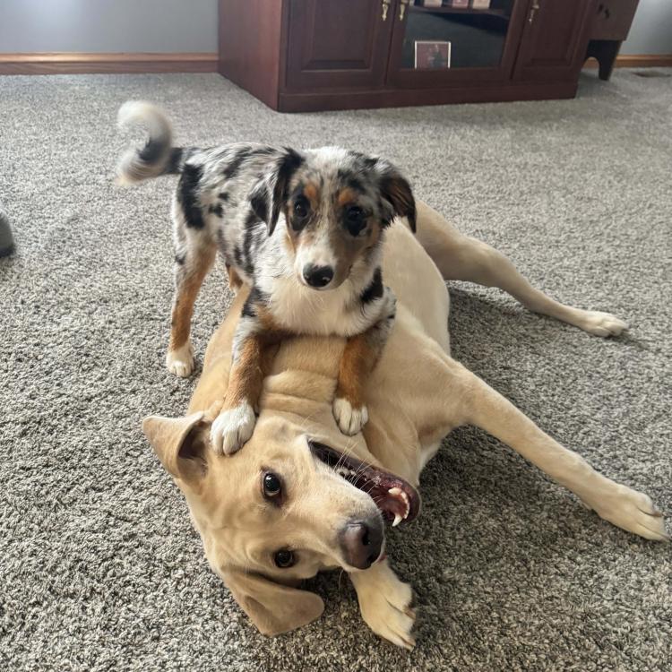 two dogs playing on the floor