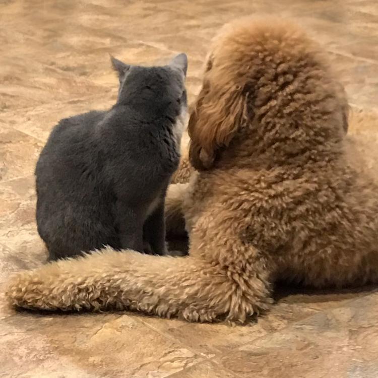 dog and cat snuggled