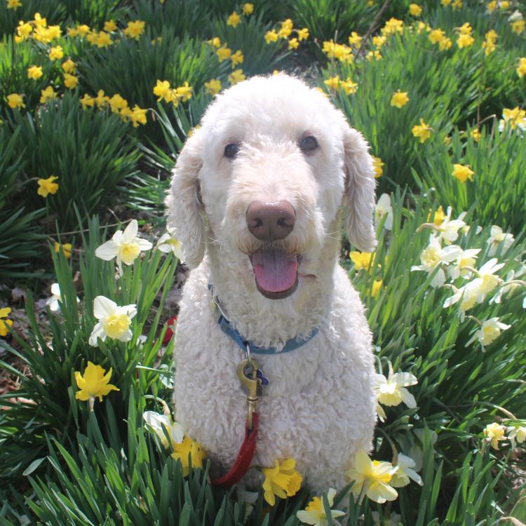 fluffy dog sitting among flowers