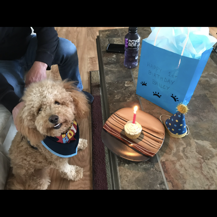 brown dog sitting next to cupcake with candle