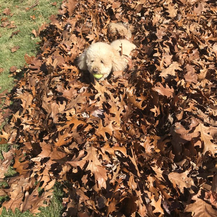 dog in leaf pile