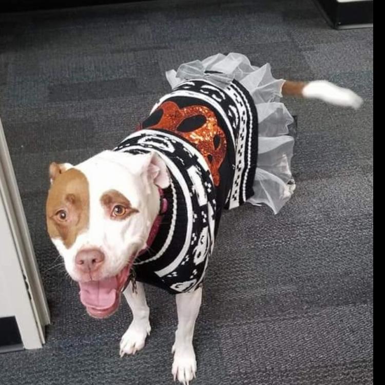 brown and white dog in a dress