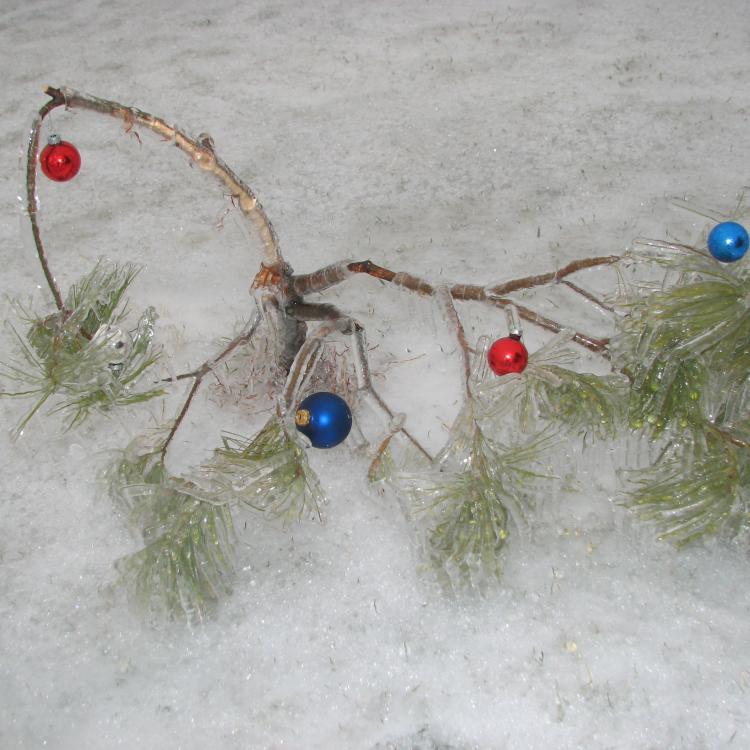 tiny tree bent over in snow
