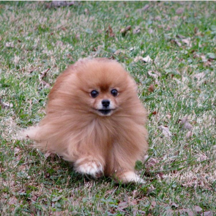 small fluffy dog running in wind