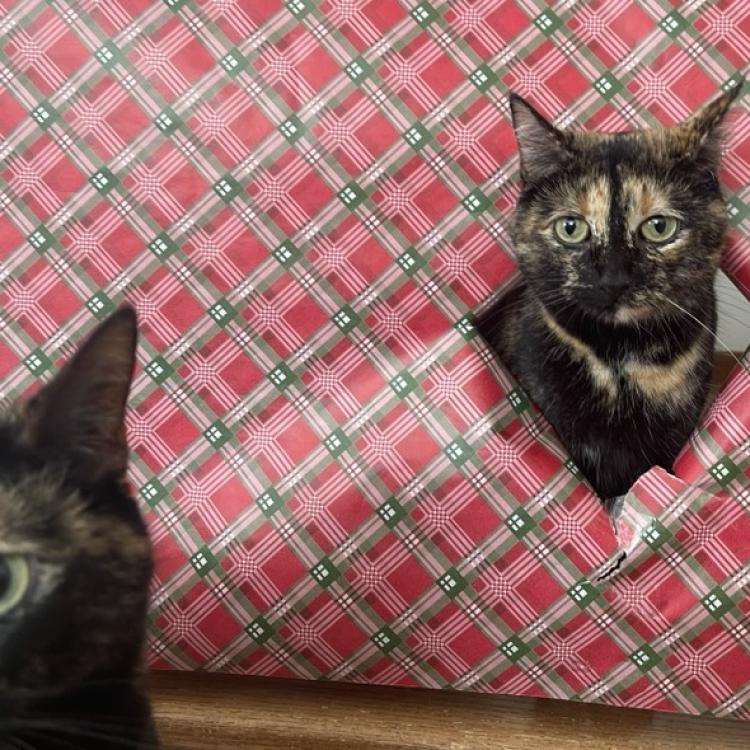 cat photobombs other cat coming through wrapping paper