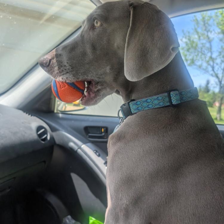 gray dog in car with ball in mouth