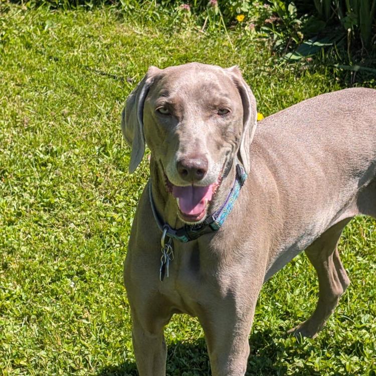gray dog in grass