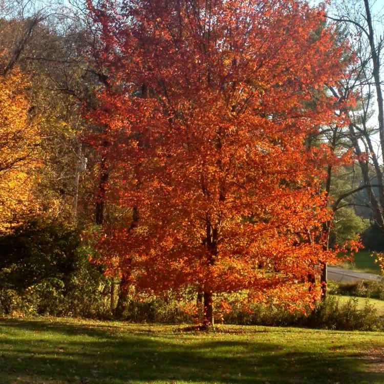 tall tree with bright fall colors