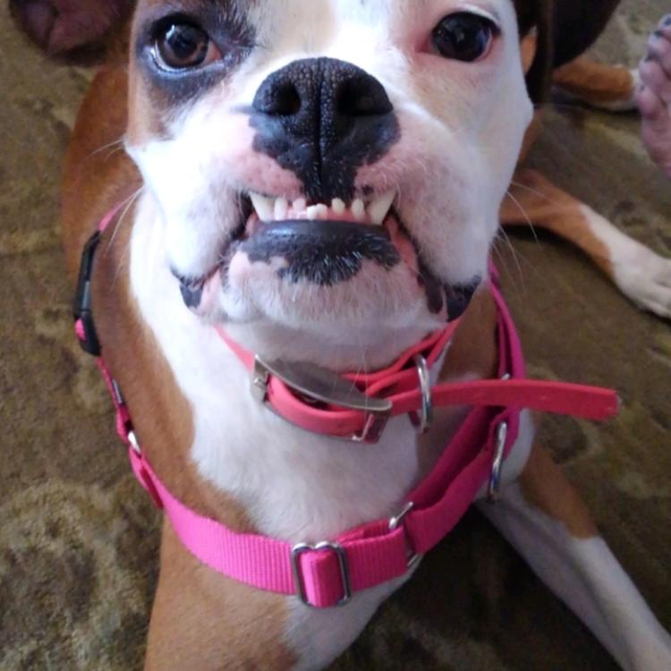 smiling boxer in pink collar