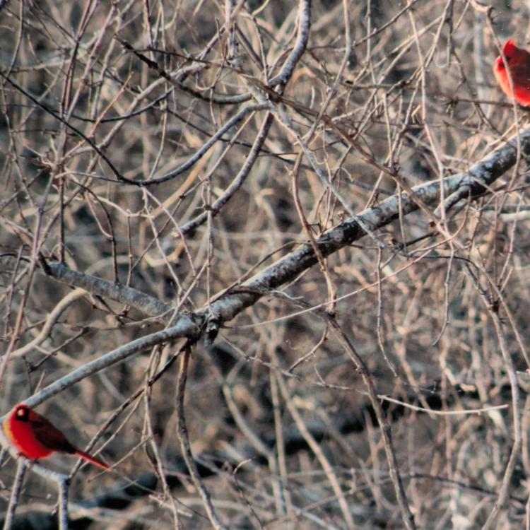 three red cardinals on tree branches