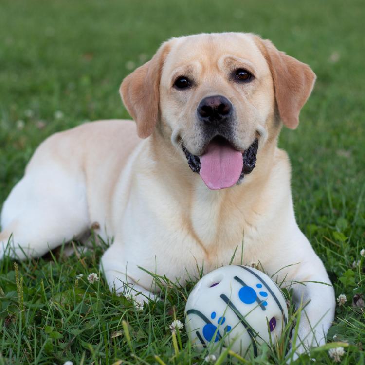 yellow smiley dog with ball
