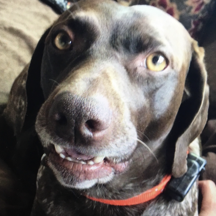 smiley brown speckled dog