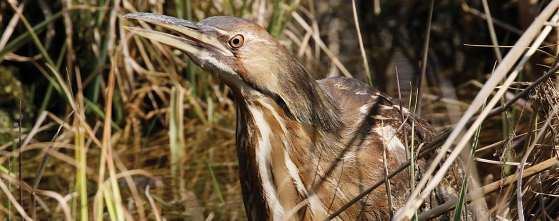 American Bittern