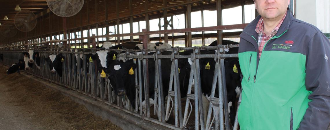 Chris Weaver, chief operating officer at Bridgewater Dairy in Montpelier, stands next to his cows.