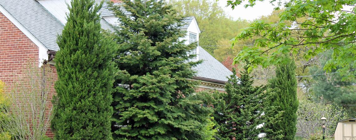 An overgrown front yard.