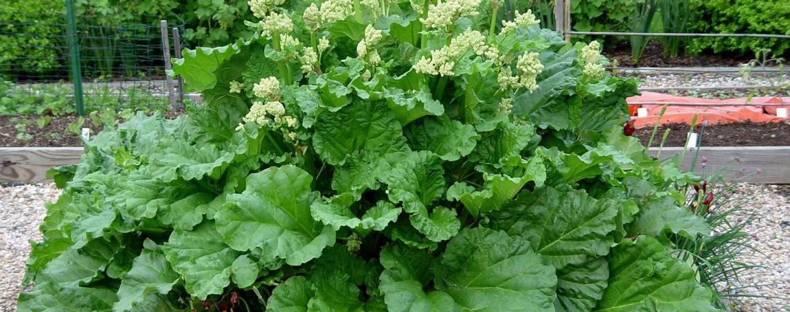 A rhubarb plant in flower.