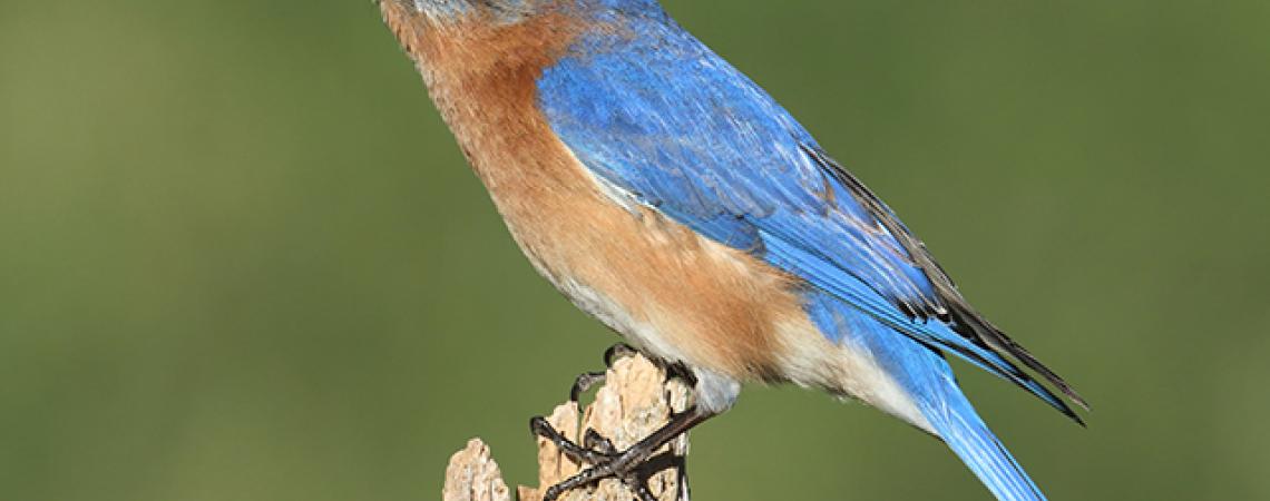 A close up of a bluebird sitting on a piece of wood.