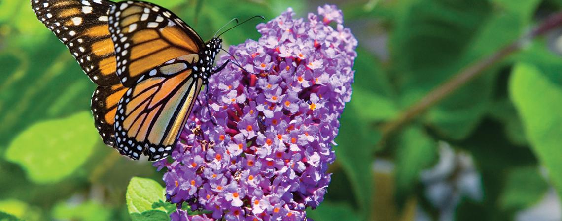 A monarch butterfly sits on a flower.