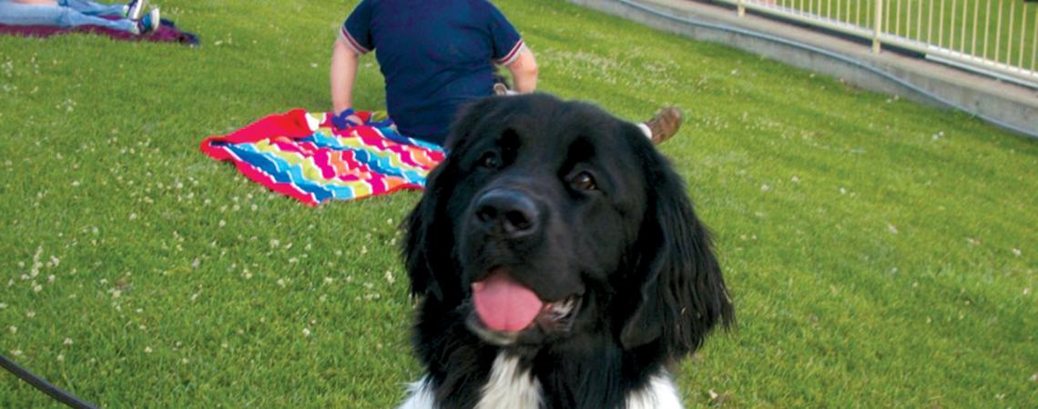 A black and white dog at a dog park stares into the camera.