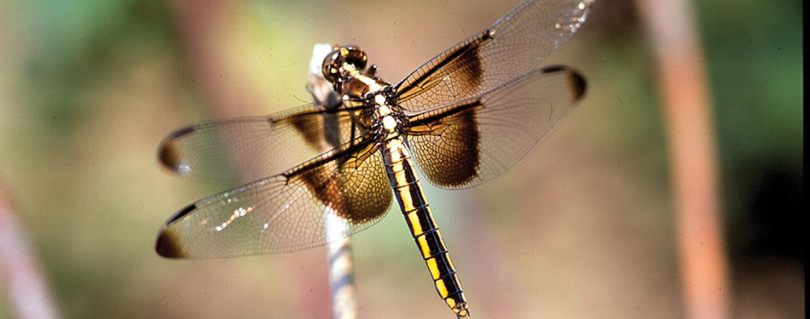 Make your yard a dragonfly haven | Ohio Cooperative Living