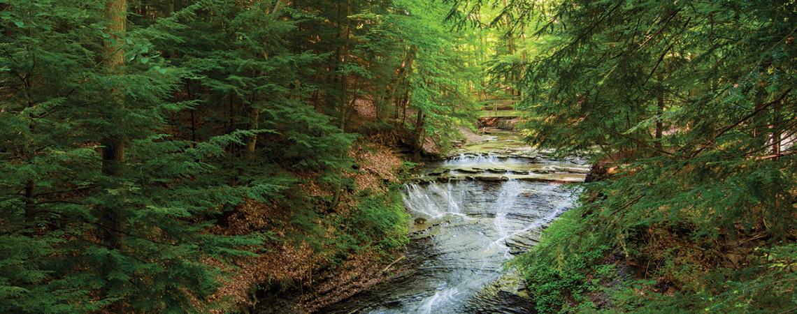 A forest with a river running through it.