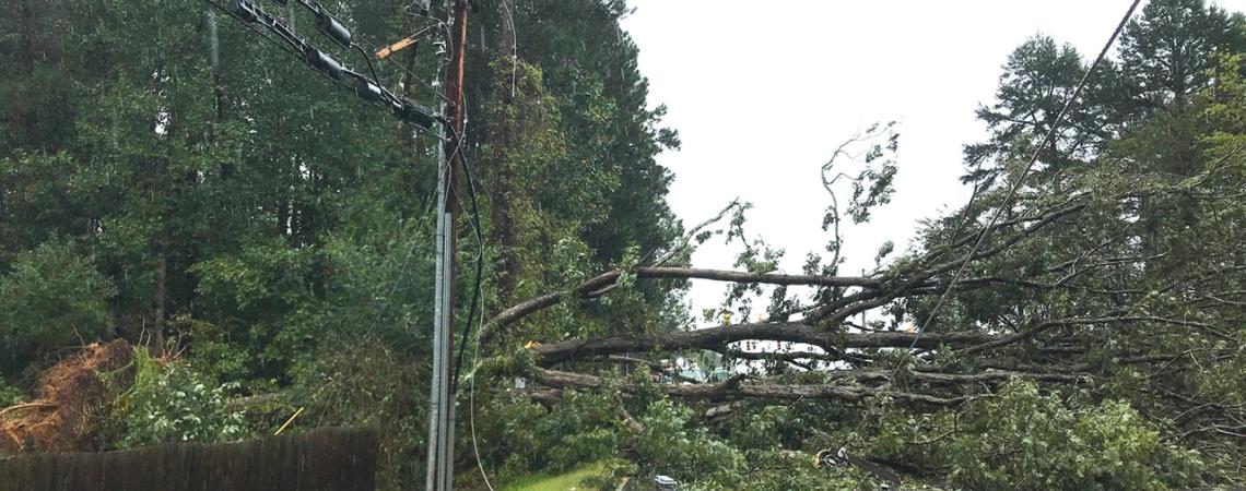 A fallen tree lays over the road.