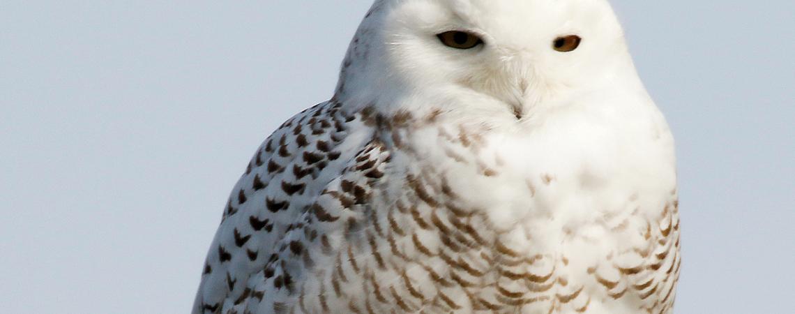 A snowy owl