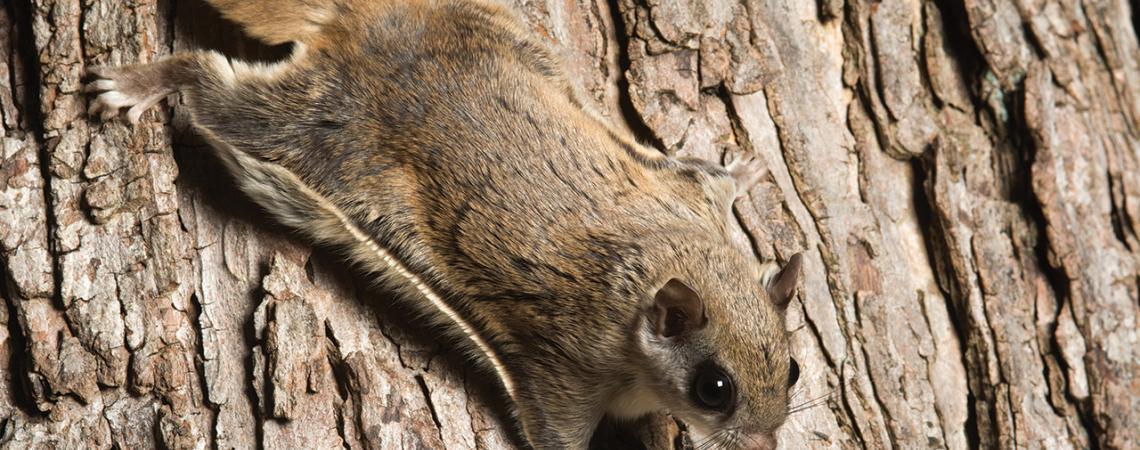 A flying squirrel rests against a tree.