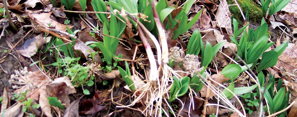 Small plants emerge from leaves