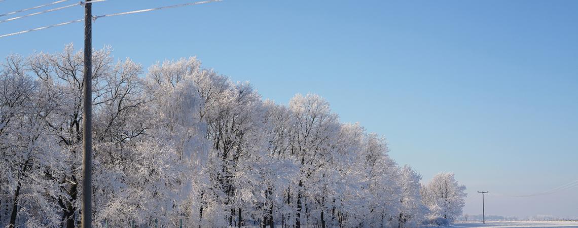 A white, snowy scene with trees covered in ice and snow.
