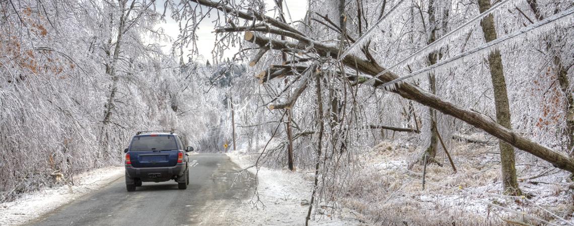 A fallen tree lays over frozen power lines.