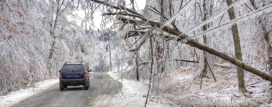 A fallen tree lays over frozen power lines.