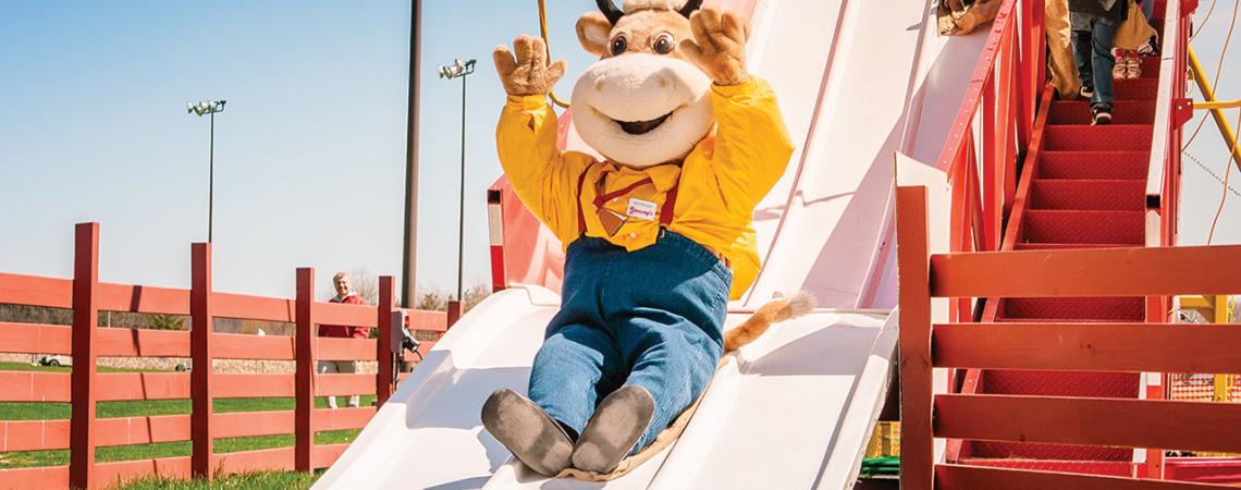 Young's Jersey Dairy mascot slides down a slide.