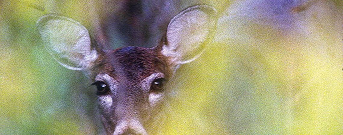 White-tailed deer