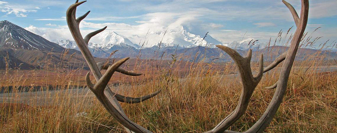 Mt. Denali National Park