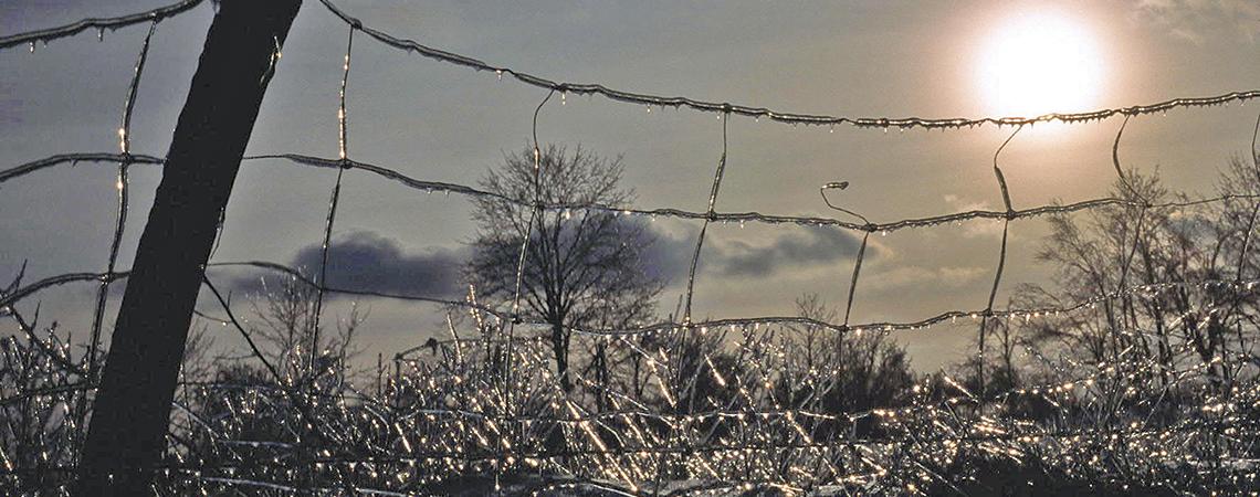 Ice covered fence