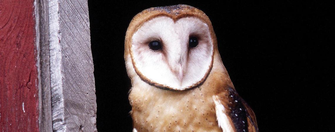 Barn owl