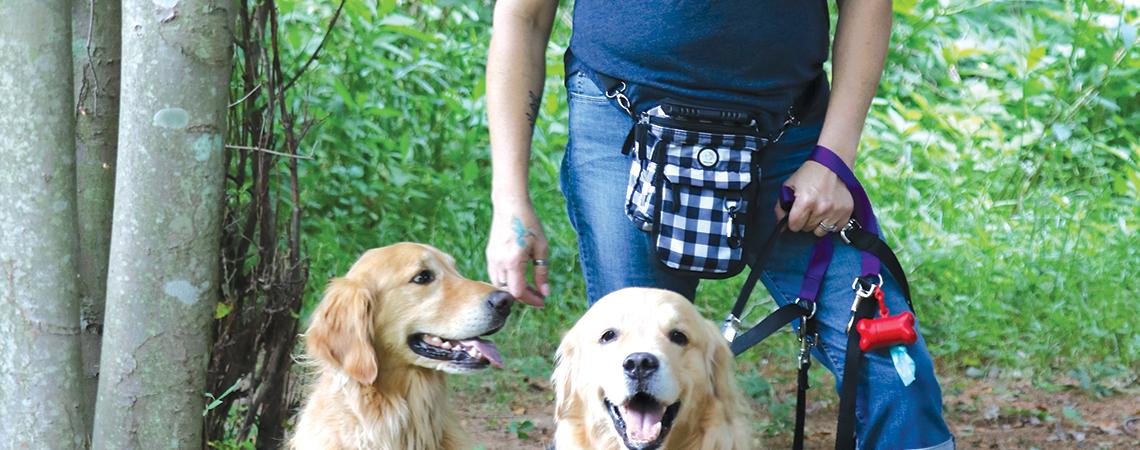 Golden retrievers with owner