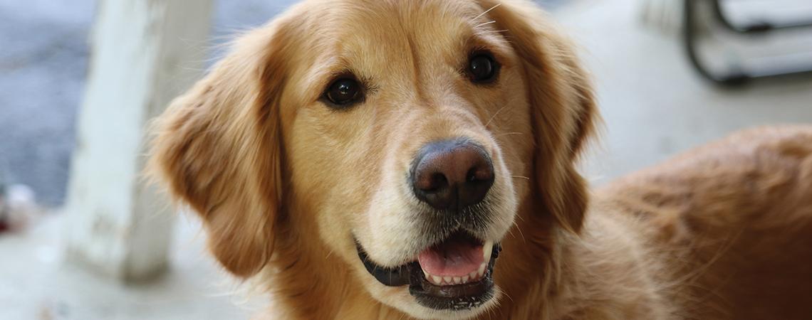 Golden retriever