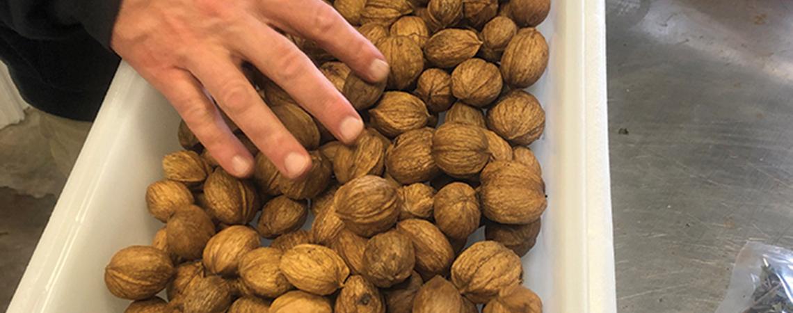 Hickory nuts