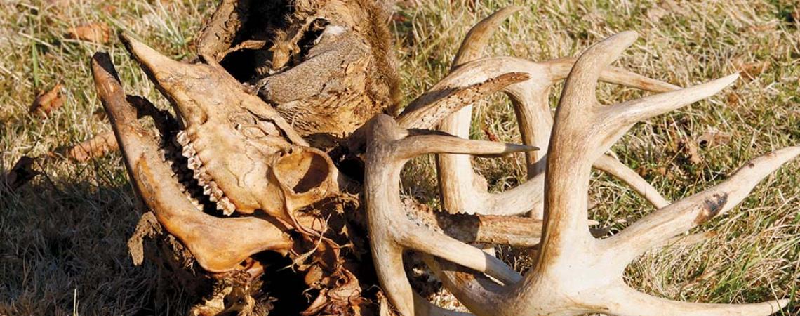 Two entangled whitetail deer heads as they appeared when found on the Clint Walker farm in Morrow County in 2017; 