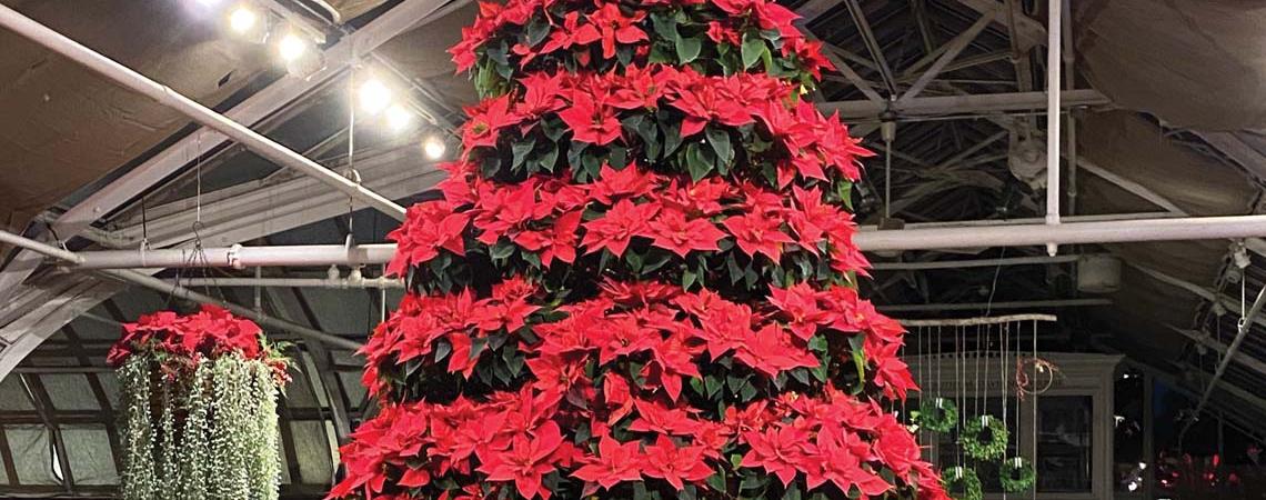 A giant poinsettia tree at the Franklin Park Conservatory. 