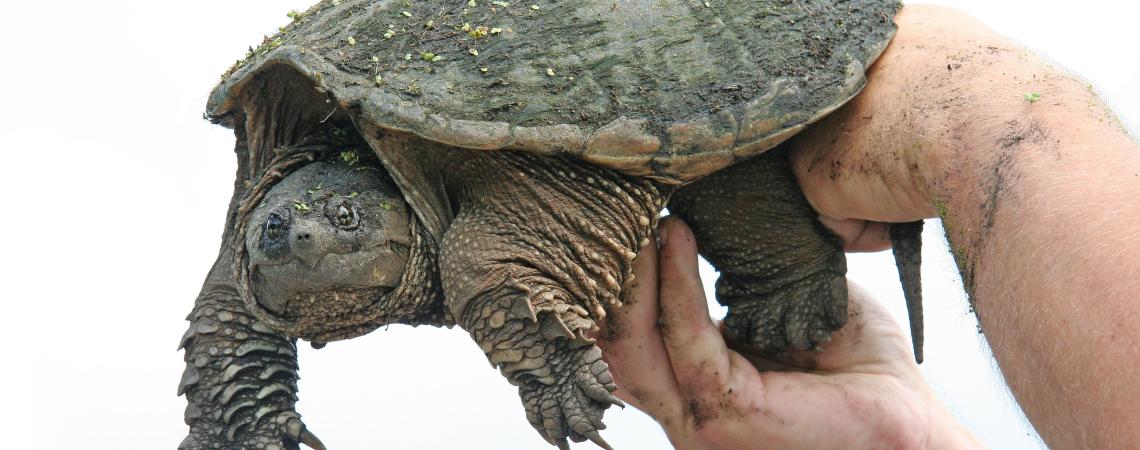 Snapping turtle