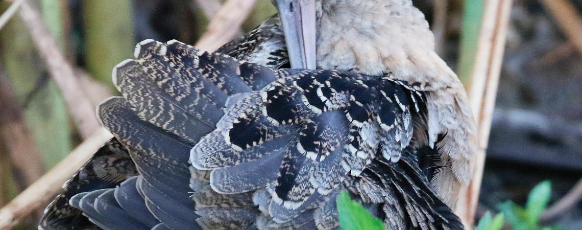 Preening woodcock