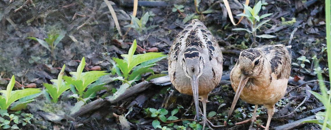 A pair of woodcock